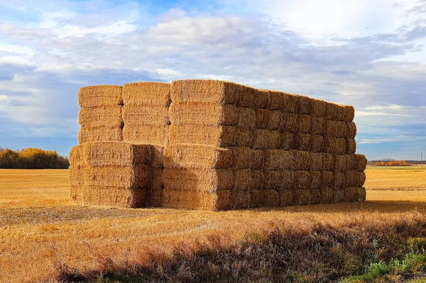 Vue latérale de balles de foin de paille dans un champ fermier — Photo