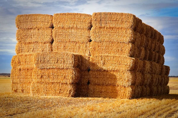 Vue latérale de balles de foin de paille dans un champ fermier — Photo