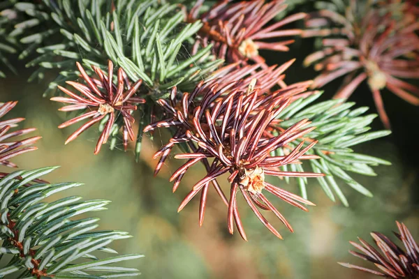 Las puntas parduscas de un abeto mostrando el estrés del árbol — Foto de Stock