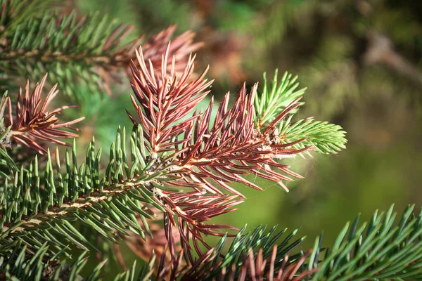 Lesioni invernali sulle punte di un abete rosso — Foto Stock