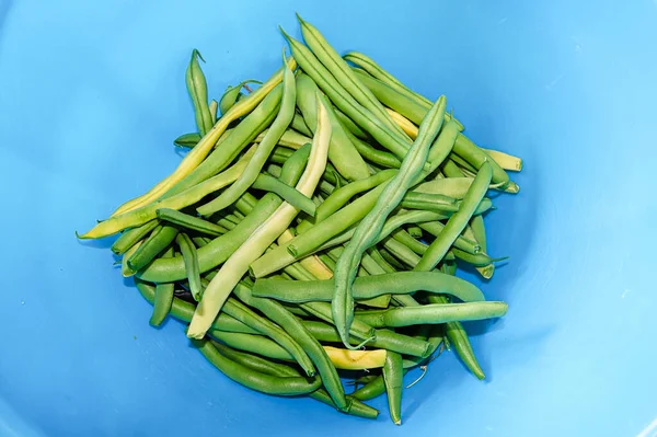 Frijoles verdes frescos en el centro de un tazón azul — Foto de Stock