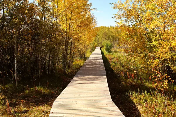 Een promenade door een herfstbos — Stockfoto