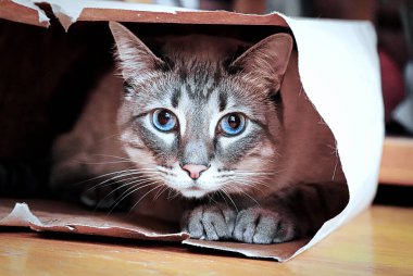 Poşetten dışarı bakan özenli bir kedi.