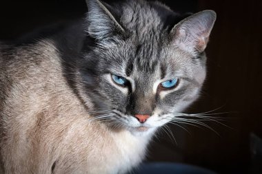 Çok kızgın gri bir kedi kameraya bakıyor.