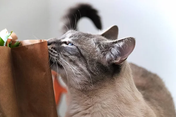 Nahaufnahme einer Katze, die eine Papiertüte erschnüffelt — Stockfoto