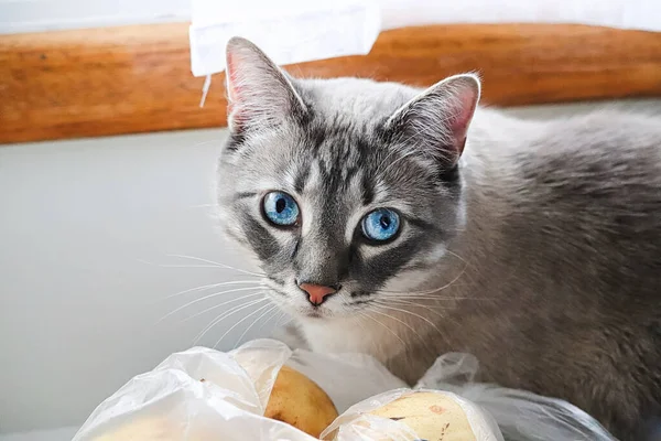 Przestraszony niebieski szary kot wygląda na zawstydzonego — Zdjęcie stockowe