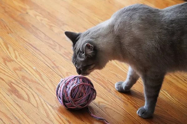 Внутрішній сірий кіт нюхає кульку з пряжі — стокове фото