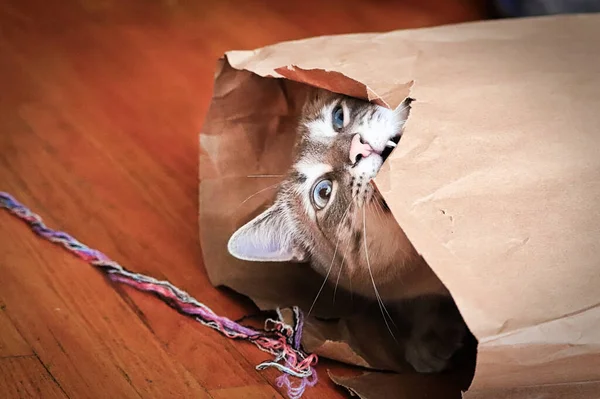 Un gato loco mordiendo en el borde de una bolsa de papel — Foto de Stock