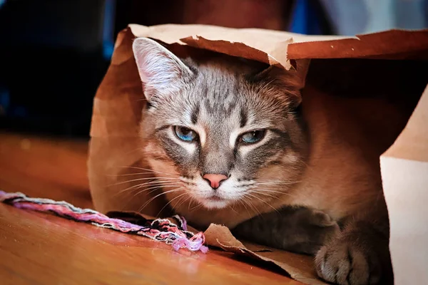 Un gato muy enojado mirando desde una bolsa de papel marrón — Foto de Stock