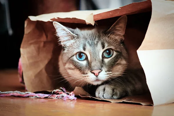 隠れ場所から外を見る警報のタビー猫 — ストック写真
