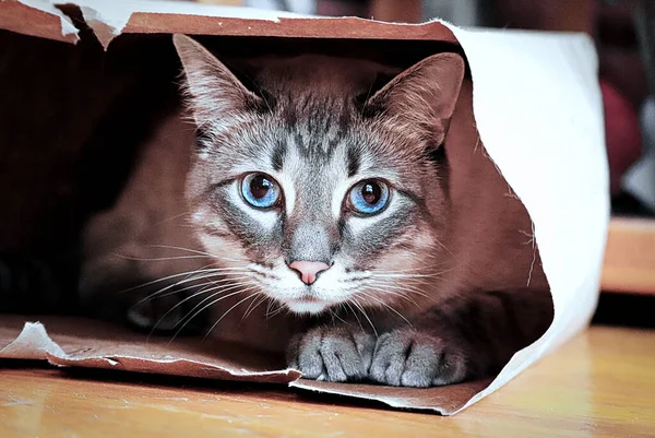 Уважний кіт дивиться з паперового мішка — стокове фото