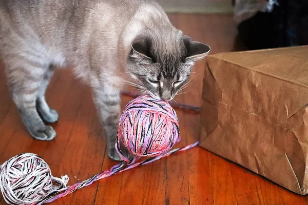 Кімнатна кішка вирішує грати з м'ячем струни — стокове фото