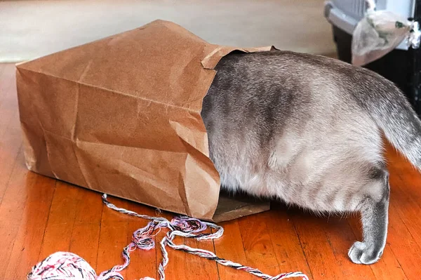 Um gato interior rastejando em um saco de papel — Fotografia de Stock