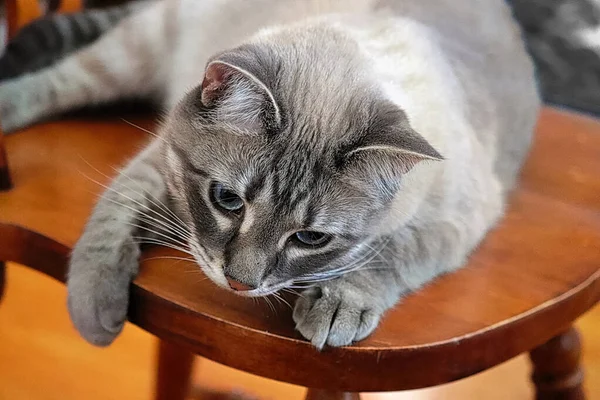 Um gato em uma cadeira de madeira brincando com suas patas — Fotografia de Stock