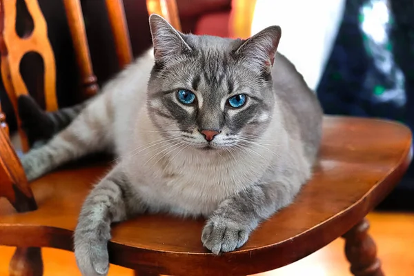 En uttråkad katt sitter på en brun trästol — Stockfoto