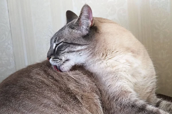 Eine gestromte Katze leckt sich mit der Zunge den Rücken — Stockfoto