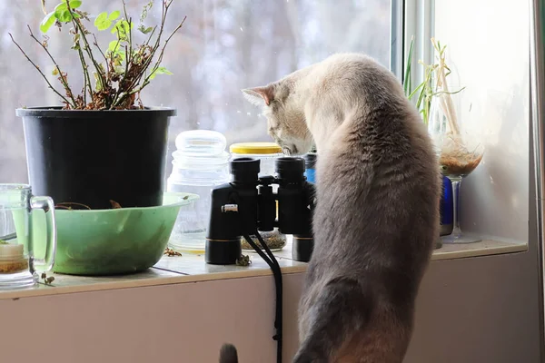 Цікавий кіт досліджує предмети на вікні досі — стокове фото