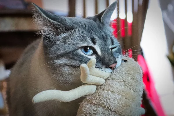 Um gato carregando em torno de seu brinquedo favorito — Fotografia de Stock