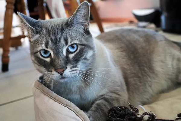 Un gato sospechoso e inquieto mira a la cámara —  Fotos de Stock