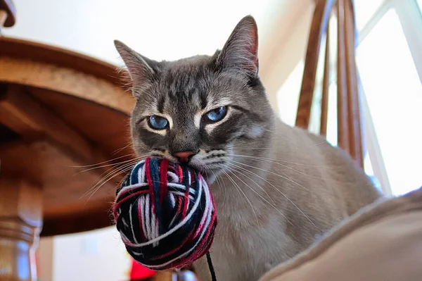 En mycket arg katt stirrar på kameran med en boll av garn — Stockfoto