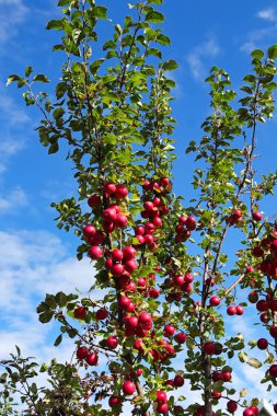 Mavi gökyüzüne karşı ağaçta kırmızı yaban elmaları