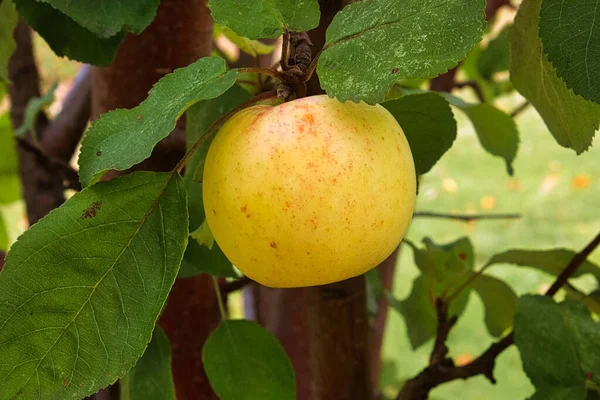 La vue latérale d'une pomme dorée prête pour la récolte — Photo