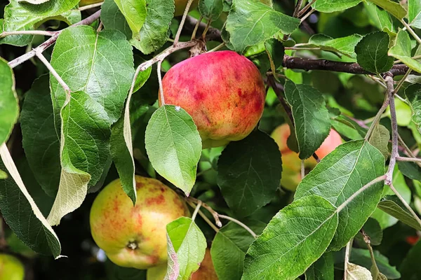 Jabłka wiszące na drzewie wyszczotkowane i zniszczone przez larwy — Zdjęcie stockowe