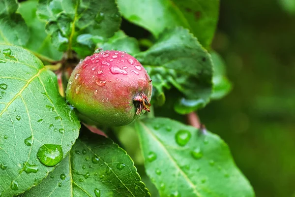 Niedojrzałe zielone jabłko na drzewie pokryte kropelkami deszczu — Zdjęcie stockowe