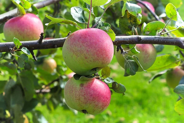 Dojrzałe blused jabłka wiszące na drzewie gotowy do zbierania — Zdjęcie stockowe