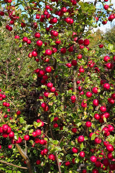 Ett äppelträd fyllt med röda krabbäpplen — Stockfoto