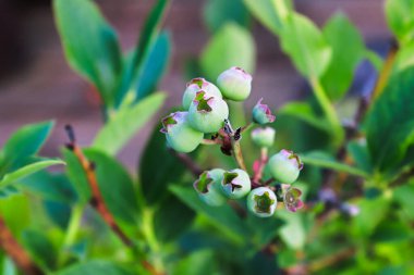 Olgunlaşmamış böğürtlenli meyvelerin yapraklara karşı üst görüntüsü