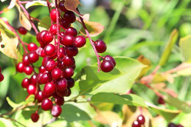 Macro of a cluster of wild red ripe chokecherries clipart