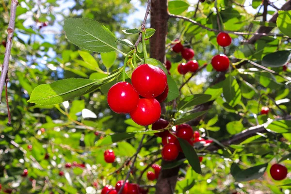 Un tas de cerises evans accrochées à un arbuste — Photo