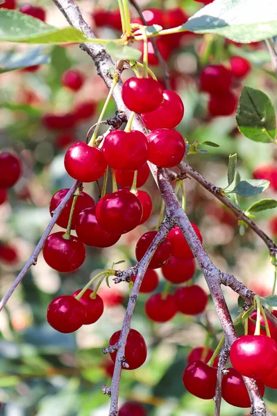 Photo verticale de cerises lourdes mûres pliant les branches — Photo