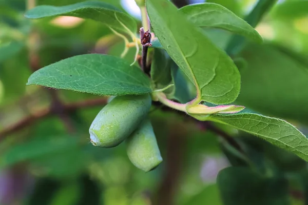 Grüne Honigbeeren wachsen im Frühling auf einem Zweig — Stockfoto