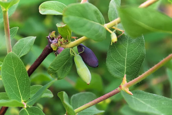 Ein Zweig reifer und unreifer Haskap-Beeren hängt — Stockfoto