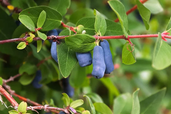 Ripe oblong honeyberries ready for harvest still on a tree — Stock Photo, Image