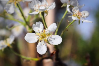 Baharda açık armut çiçeklerinin kapanışı