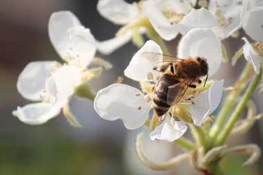 Armut çiçeği yaprakları arasında kalmış bir arı gibi.