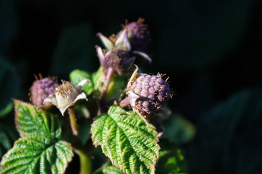 Olgunlaşmamış bir ahududunun karanlık bir arka plana yakın çekimi