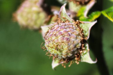 Taze, olgunlaşmamış ahududu ve bulanık bir arka plan.