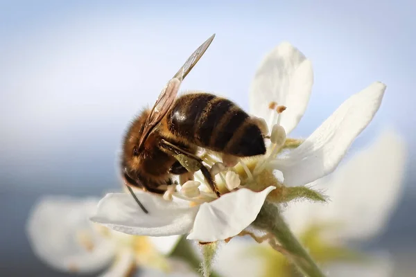 Macro of a honeybee pollinating a pear blossom — Stock Photo, Image