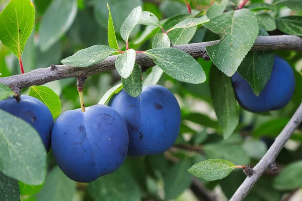Ripe italian blue plums hanging from branches in the fall