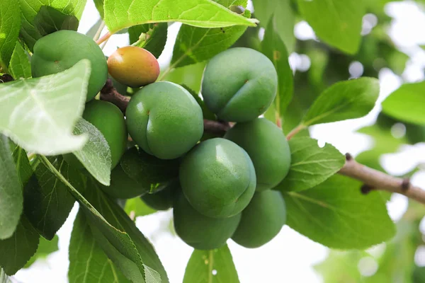 Bunches of green plums clinging to branches