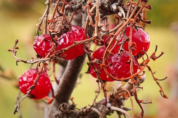 Kurutulmuş kuş üzümlerinin çoğu toplandığında, bir çalılıkta kalan kalıntıları. — Stok fotoğraf