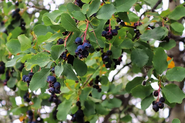 Una amplia vista de morado maduro saskatoon bayas en un árbol —  Fotos de Stock