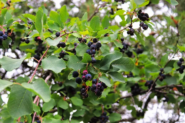 A wide view of ripe purple saskatoon berries in a tree — Stock Photo, Image