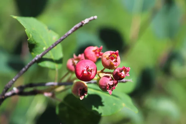 Nahaufnahme von rosa Saskatoon-Beeren auf einem Zweig — Stockfoto