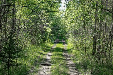 Yazın ormanda büyümüş bir yol.