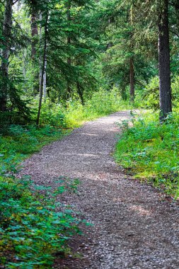 Bir ladin ormanında sürdürülen bir yürüyüş yolu.
